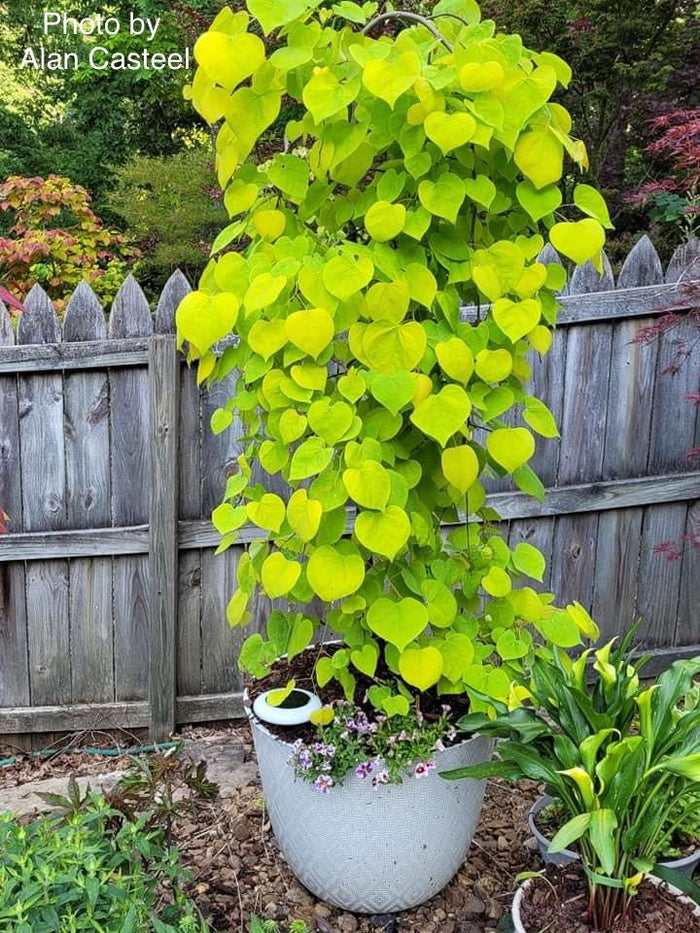 - Cercis canadensis ‘NC2015-12’ Golden Falls® Weeping Redbud - Mr Maple │ Buy Japanese Maple Trees