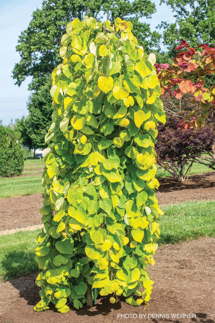 - Cercis canadensis ‘NC2015-12’ Golden Falls® Weeping Redbud - Mr Maple │ Buy Japanese Maple Trees