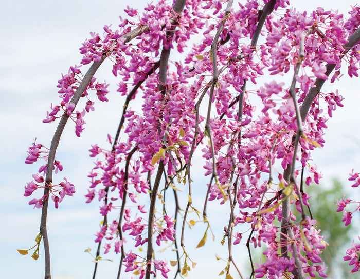 - Cercis canadensis ‘NC2015-12’ Golden Falls® Weeping Redbud - Mr Maple │ Buy Japanese Maple Trees