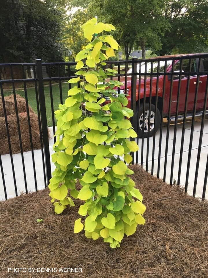- Cercis canadensis ‘NC2015-12’ Golden Falls® Weeping Redbud - Mr Maple │ Buy Japanese Maple Trees