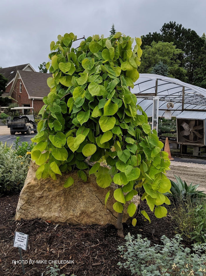 - Cercis canadensis ‘NC2015-12’ Golden Falls® Weeping Redbud - Mr Maple │ Buy Japanese Maple Trees