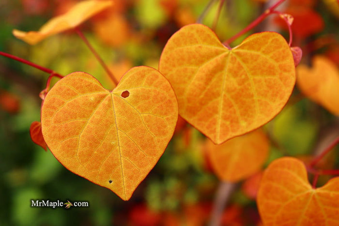- Cercis canadensis ‘NC2016-2’ Flame Thrower® Redbud Tree - Mr Maple │ Buy Japanese Maple Trees