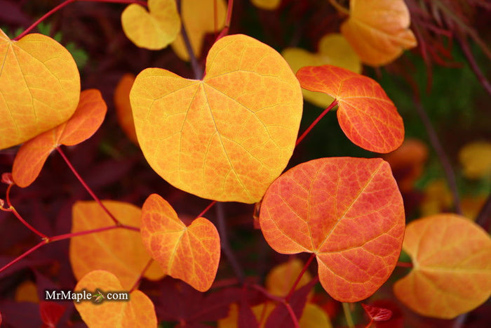 - Cercis canadensis ‘NC2016-2’ Flame Thrower® Redbud Tree - Mr Maple │ Buy Japanese Maple Trees