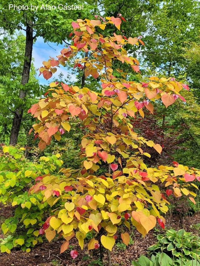 - Cercis canadensis ‘NC2016-2’ Flame Thrower® Redbud Tree - Mr Maple │ Buy Japanese Maple Trees