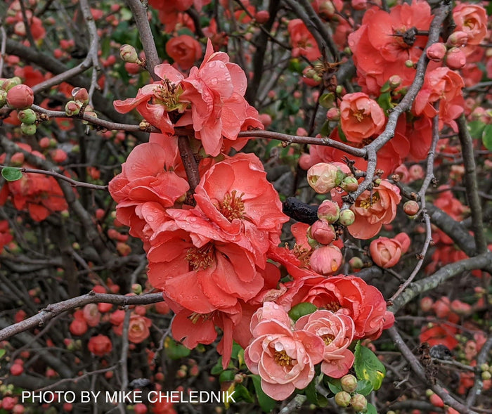 - Chaenomeles japonica 'Chojuraku' Dwarf Flowering Quince - Mr Maple │ Buy Japanese Maple Trees