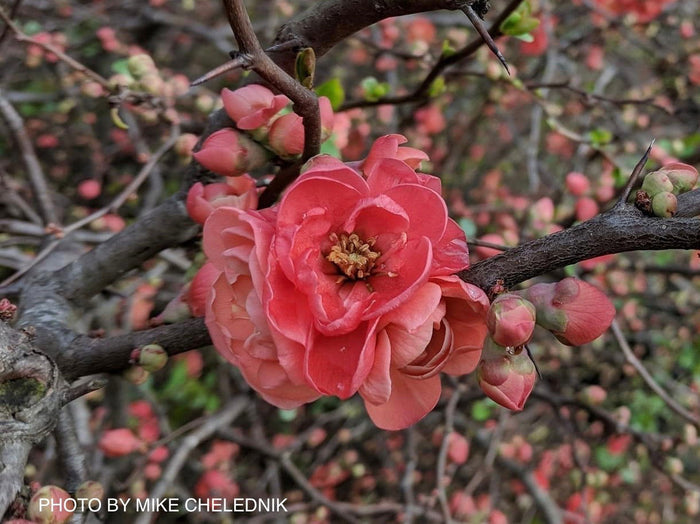 - Chaenomeles japonica 'Chojuraku' Dwarf Flowering Quince - Mr Maple │ Buy Japanese Maple Trees