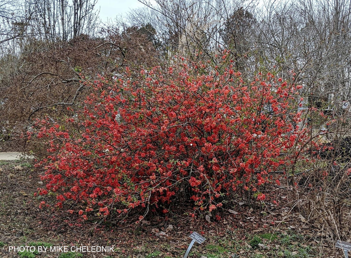 - Chaenomeles japonica 'Chojuraku' Dwarf Flowering Quince - Mr Maple │ Buy Japanese Maple Trees