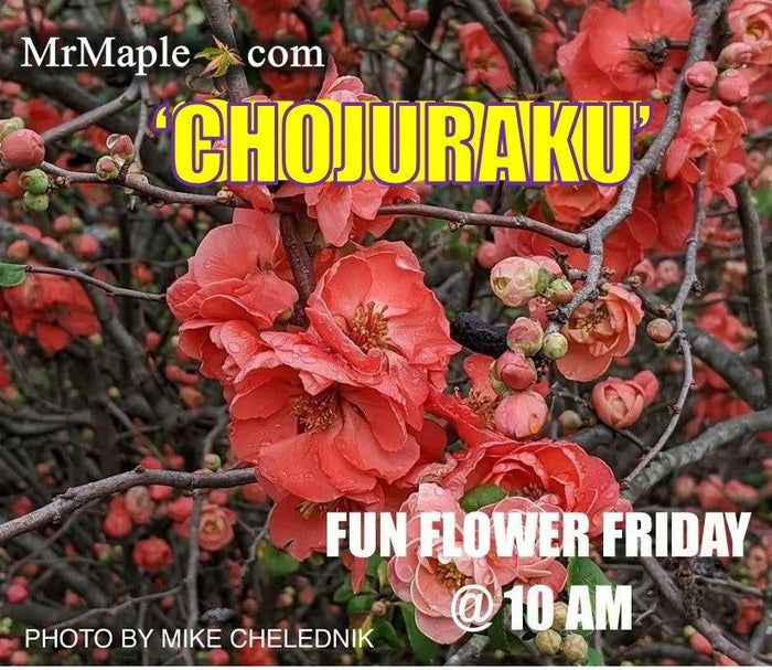 - Chaenomeles japonica 'Chojuraku' Dwarf Flowering Quince - Mr Maple │ Buy Japanese Maple Trees
