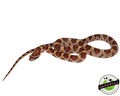 corn snake for sale, buy reptiles online