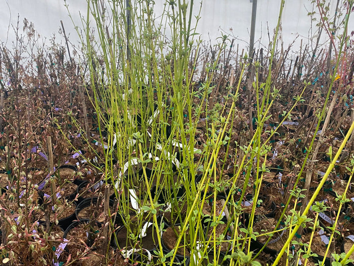 - Cornus alba ‘Bud’s Yellow’ Yellow Twig Dogwood - Mr Maple │ Buy Japanese Maple Trees
