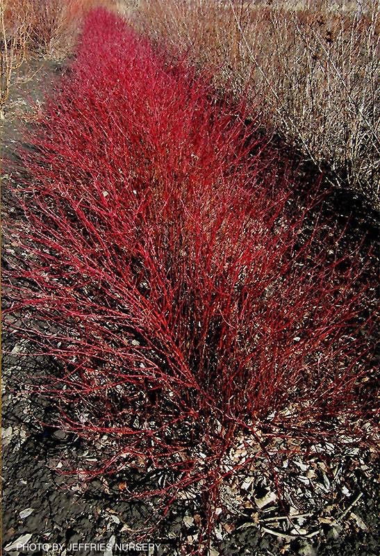 - Cornus alba 'Jefreb’ Little Rebel® Dwarf Red Twig Dogwood - Mr Maple │ Buy Japanese Maple Trees