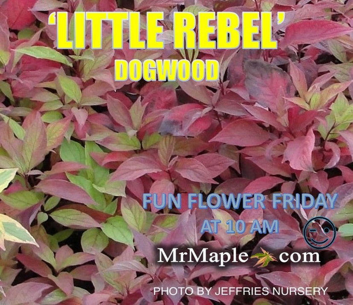 - Cornus alba 'Jefreb’ Little Rebel® Dwarf Red Twig Dogwood - Mr Maple │ Buy Japanese Maple Trees