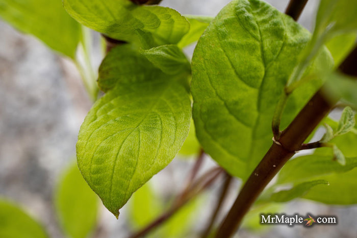 - Cornus alba 'Jefreb’ Little Rebel® Dwarf Red Twig Dogwood - Mr Maple │ Buy Japanese Maple Trees
