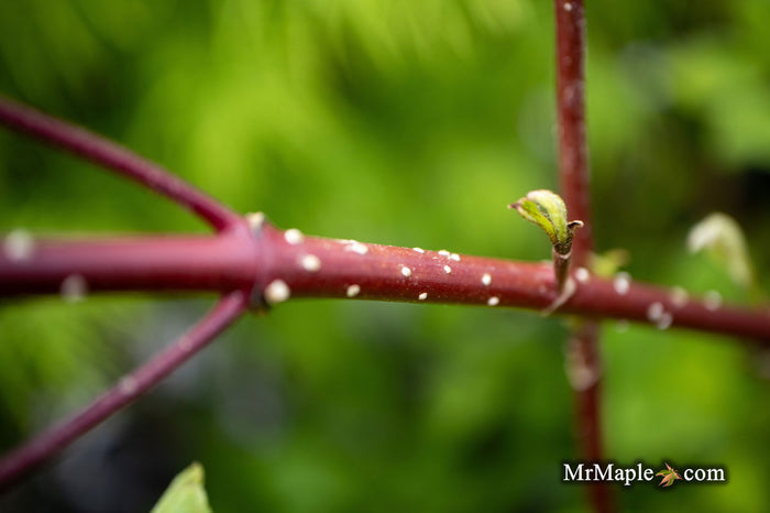 - Cornus alba 'Jefreb’ Little Rebel® Dwarf Red Twig Dogwood - Mr Maple │ Buy Japanese Maple Trees