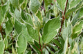 - Cornus alba 'STDAZAM’ Strawberry Daiquiri® Variegated Red Twig Dogwood - Mr Maple │ Buy Japanese Maple Trees