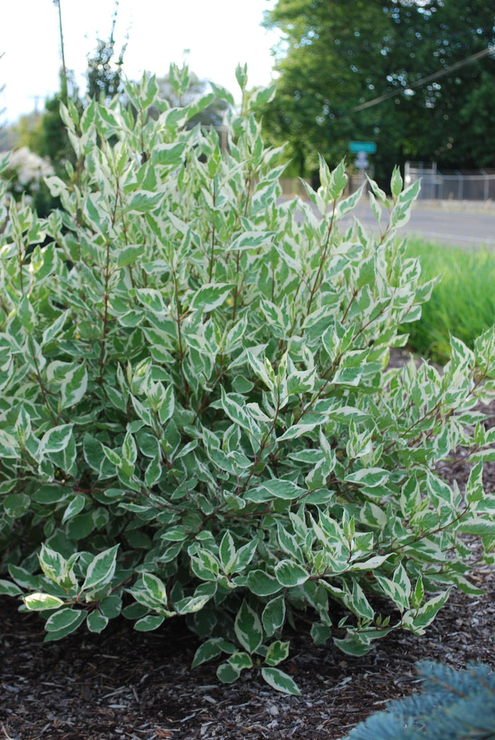 - Cornus alba 'STDAZAM’ Strawberry Daiquiri® Variegated Red Twig Dogwood - Mr Maple │ Buy Japanese Maple Trees