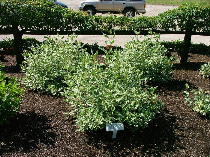 - Cornus alba 'STDAZAM’ Strawberry Daiquiri® Variegated Red Twig Dogwood - Mr Maple │ Buy Japanese Maple Trees