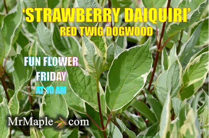 - Cornus alba 'STDAZAM’ Strawberry Daiquiri® Variegated Red Twig Dogwood - Mr Maple │ Buy Japanese Maple Trees