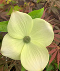 - Cornus florida 'Superior White' White Blooming Dogwood - Mr Maple │ Buy Japanese Maple Trees