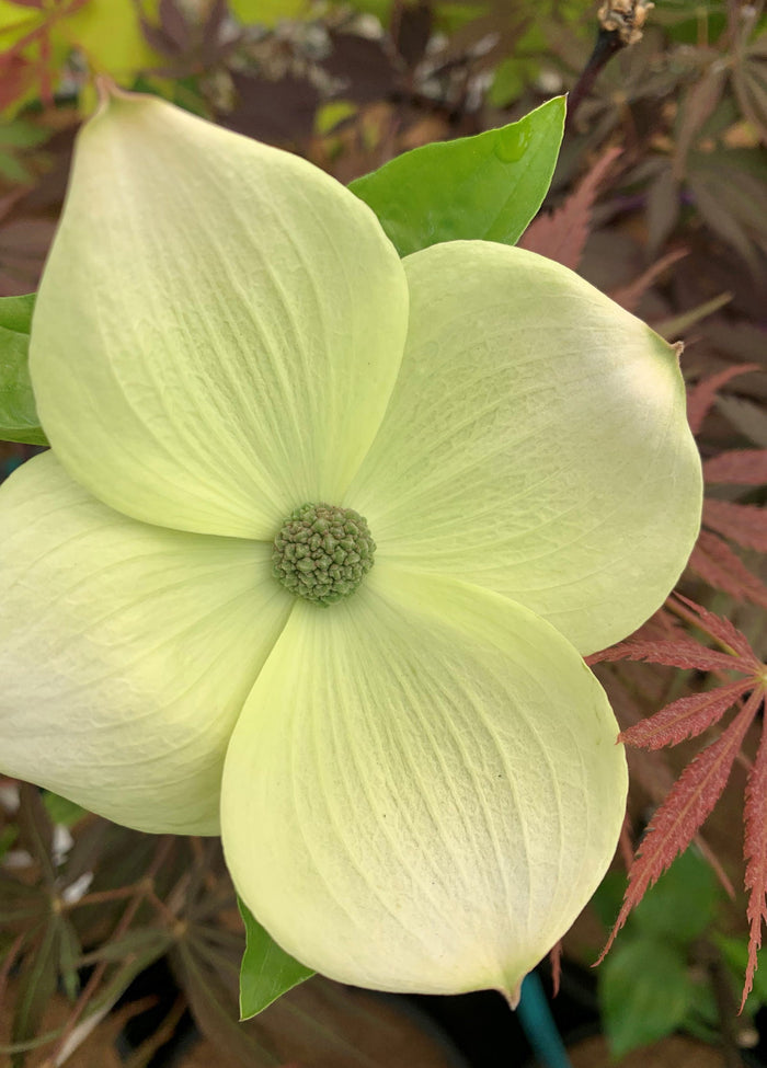- Cornus florida 'Superior White' White Blooming Dogwood - Mr Maple │ Buy Japanese Maple Trees