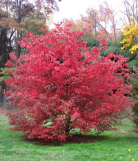 - Cornus kousa 'KN144-2' Rosy Teacups® Pink Flowering Chinese Dogwood - Mr Maple │ Buy Japanese Maple Trees