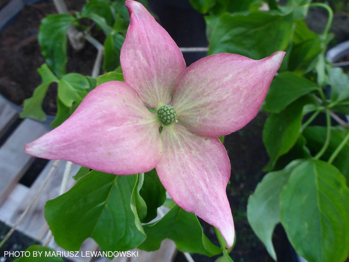 - Cornus kousa 'KN144-2' Rosy Teacups® Pink Flowering Chinese Dogwood - Mr Maple │ Buy Japanese Maple Trees