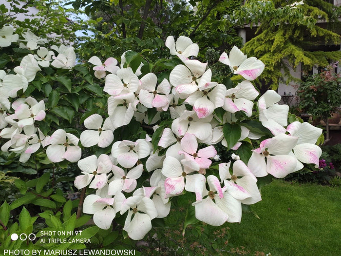 - Cornus kousa 'KN30-8’ Venus® Large Flowering Chinese Dogwood - Mr Maple │ Buy Japanese Maple Trees