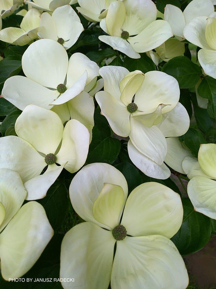 - Cornus kousa 'KN30-8’ Venus® Large Flowering Chinese Dogwood - Mr Maple │ Buy Japanese Maple Trees