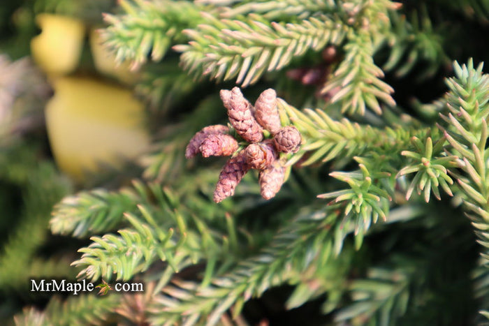 - Cryptomeria japonica 'Gyokuryu' Pyramidal Japanese Cedar - Mr Maple │ Buy Japanese Maple Trees