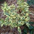 - Gardenia jasminoides 'Variegata' Fragrant Cape Jasmine - Mr Maple │ Buy Japanese Maple Trees