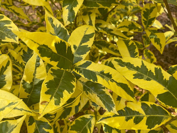 - Gardenia jasminoides 'Variegata' Fragrant Cape Jasmine - Mr Maple │ Buy Japanese Maple Trees