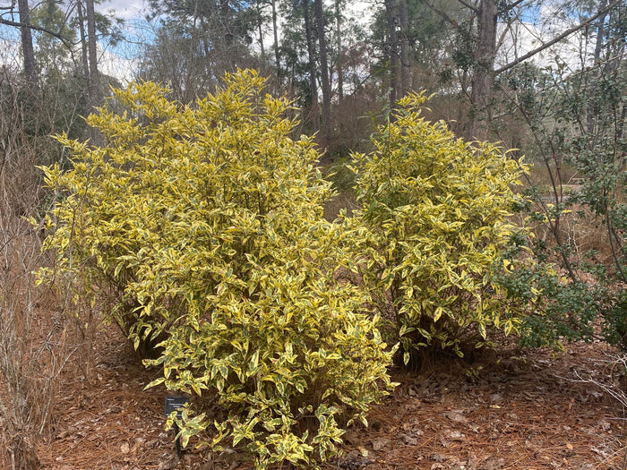 - Gardenia jasminoides 'Variegata' Fragrant Cape Jasmine - Mr Maple │ Buy Japanese Maple Trees