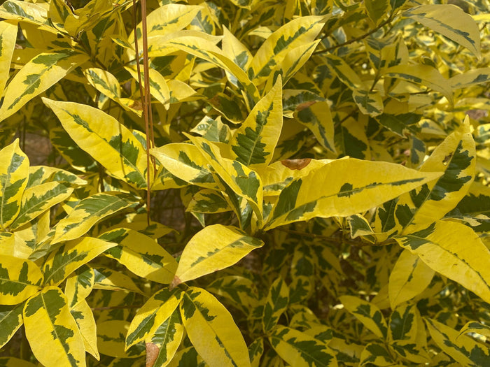 - Gardenia jasminoides 'Variegata' Fragrant Cape Jasmine - Mr Maple │ Buy Japanese Maple Trees