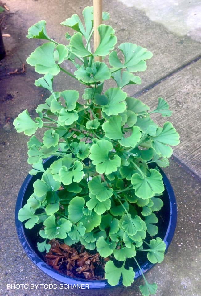 - Ginkgo biloba 'Lila' Dwarf Ginkgo Tree - Mr Maple │ Buy Japanese Maple Trees