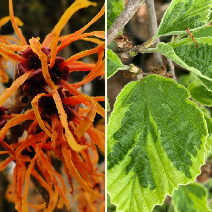 - Hamamelis x intermedia 'Renee' Variegated Witch Hazel - Mr Maple │ Buy Japanese Maple Trees