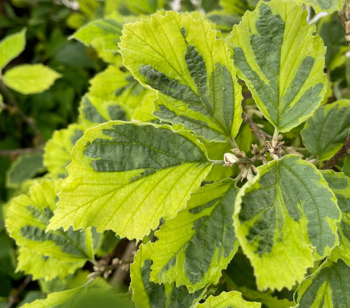 - Hamamelis x intermedia 'Renee' Variegated Witch Hazel - Mr Maple │ Buy Japanese Maple Trees
