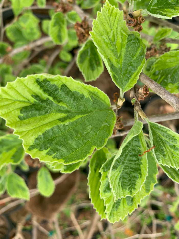 - Hamamelis x intermedia 'Renee' Variegated Witch Hazel - Mr Maple │ Buy Japanese Maple Trees