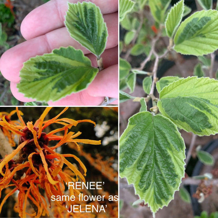 - Hamamelis x intermedia 'Renee' Variegated Witch Hazel - Mr Maple │ Buy Japanese Maple Trees