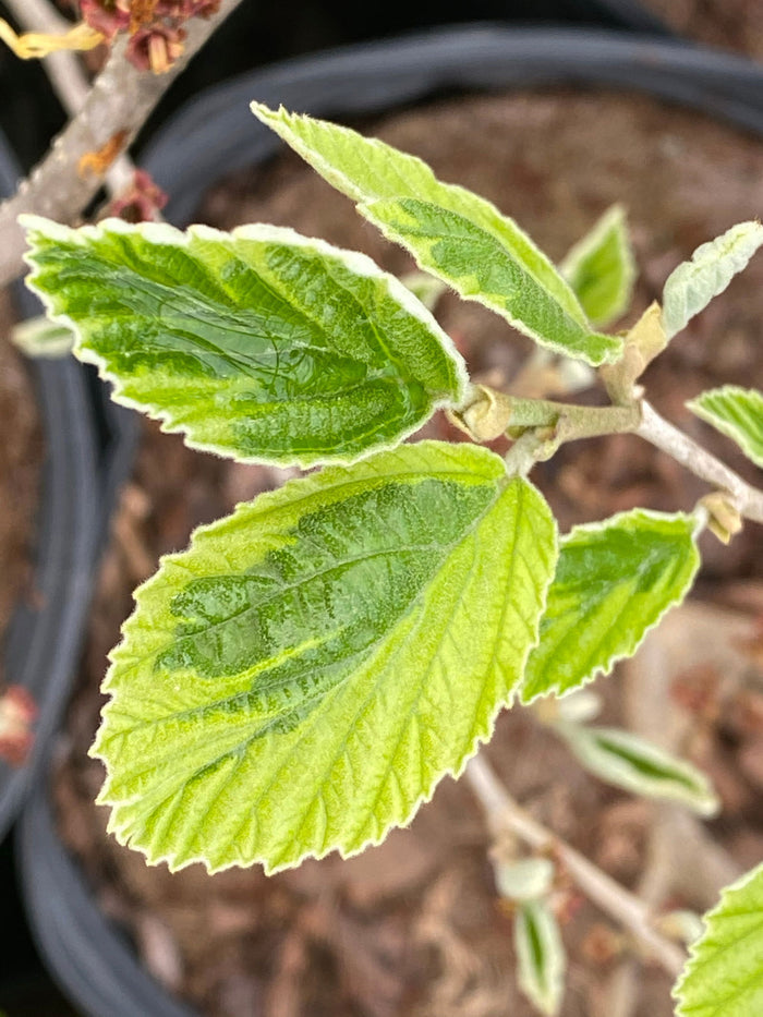 - Hamamelis x intermedia 'Renee' Variegated Witch Hazel - Mr Maple │ Buy Japanese Maple Trees