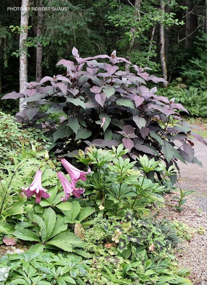 - Hydrangea aspera ‘Burgundy Bliss’ Purple Leaf Form Hydrangea - Mr Maple │ Buy Japanese Maple Trees