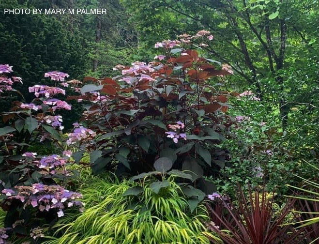 - Hydrangea aspera ‘Burgundy Bliss’ Purple Leaf Form Hydrangea - Mr Maple │ Buy Japanese Maple Trees