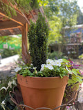 - Ilex crenata 'Sky Pencil' Narrow Japanese Holly - Mr Maple │ Buy Japanese Maple Trees