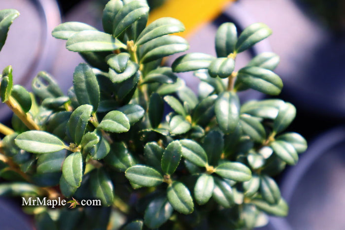 - Ilex crenata 'Sky Pencil' Narrow Japanese Holly - Mr Maple │ Buy Japanese Maple Trees