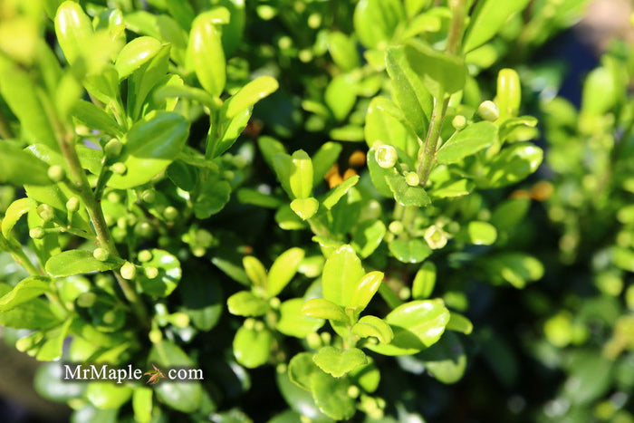 - Ilex crenata 'Sky Pencil' Narrow Japanese Holly - Mr Maple │ Buy Japanese Maple Trees