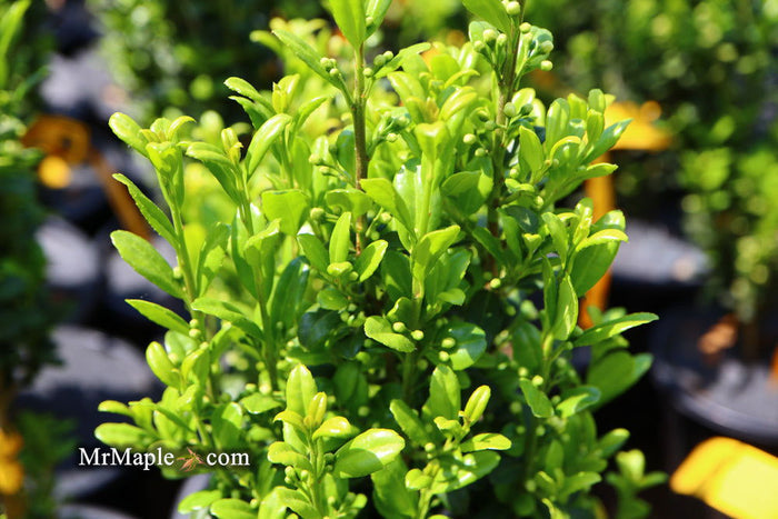- Ilex crenata 'Sky Pencil' Narrow Japanese Holly - Mr Maple │ Buy Japanese Maple Trees