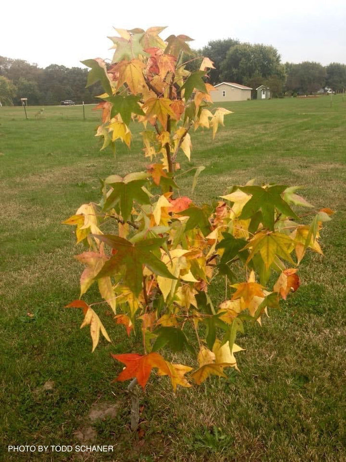 - Liquidambar styraciflua 'Quirky Disposition' Cork Bark Sweet Gum - Mr Maple │ Buy Japanese Maple Trees