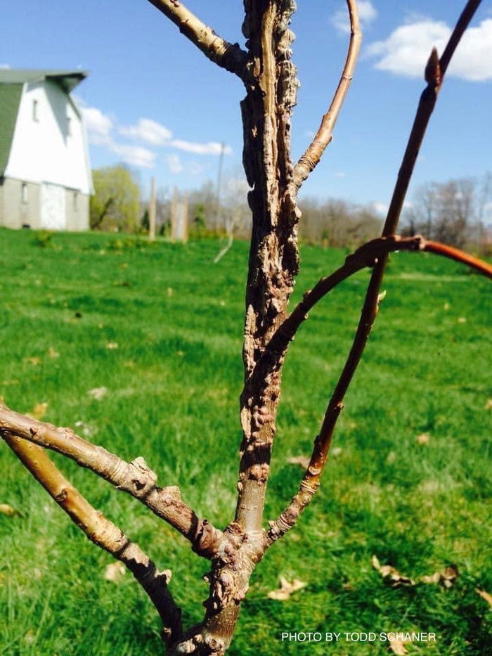- Liquidambar styraciflua 'Quirky Disposition' Cork Bark Sweet Gum - Mr Maple │ Buy Japanese Maple Trees
