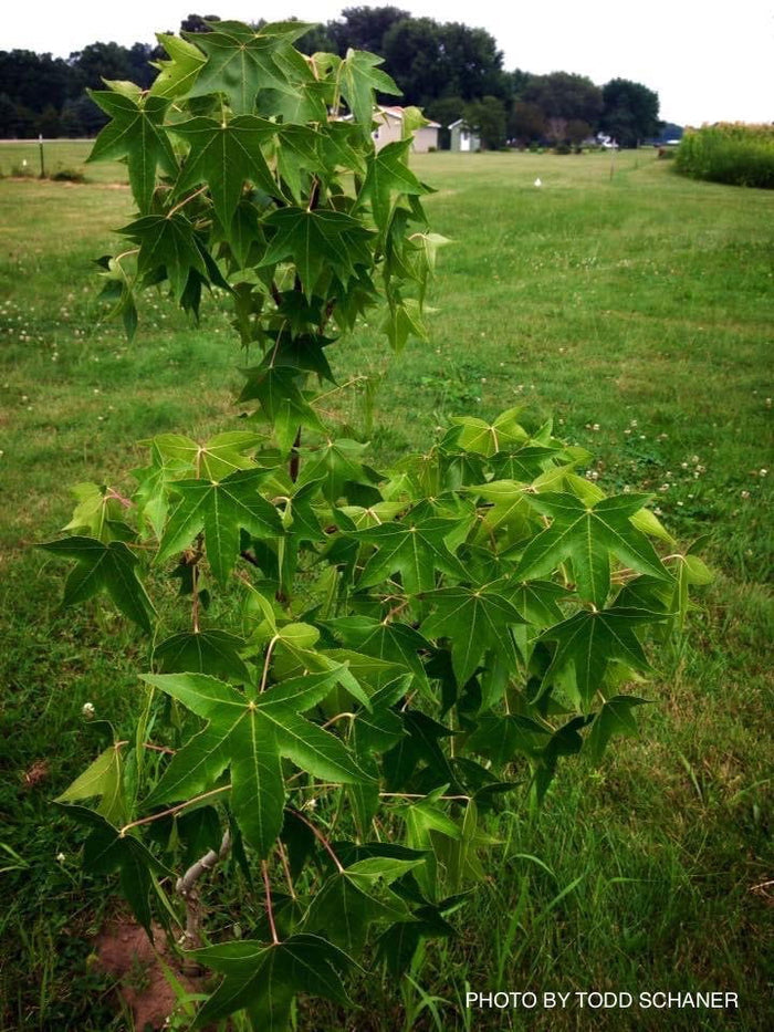 - Liquidambar styraciflua 'Quirky Disposition' Cork Bark Sweet Gum - Mr Maple │ Buy Japanese Maple Trees