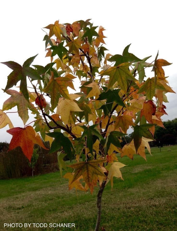- Liquidambar styraciflua 'Quirky Disposition' Cork Bark Sweet Gum - Mr Maple │ Buy Japanese Maple Trees