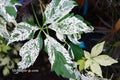 - Parthenocissus quinquefolia 'Monham' Star Showers Virginia Creeper - Mr Maple │ Buy Japanese Maple Trees